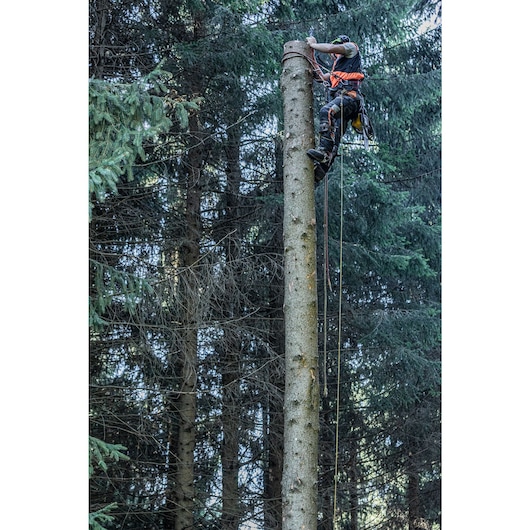 Arborist harnessed at the top of tree with the Top Handle Chainsaw tether attached for hands free climbing