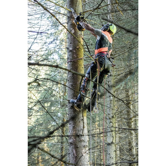 Arborist at height harnessed to tree, leaning to cut branches