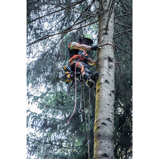 Arborist at height harnessed to tree holding Arborist at height harnessed to tree with the Top Handle Chainsaw tether attached for hands free climbing